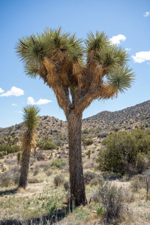 Joshua Tree web