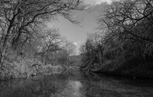 Trees 1 web