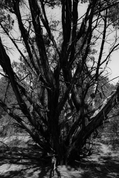 Trees 2 web