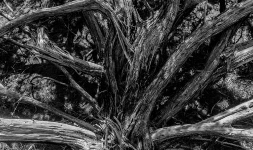 Trees 3 web